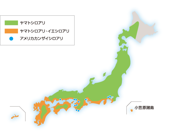 シロアリの分布図