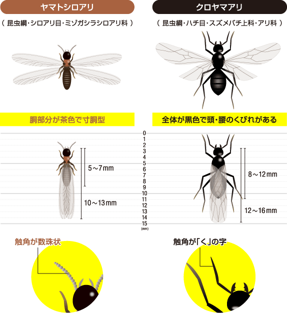 シロアリの特徴の図