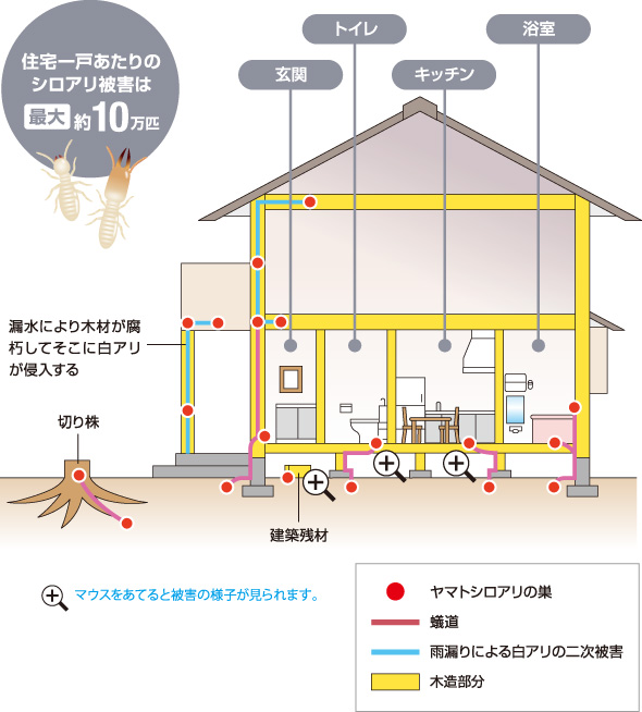 ヤマトシロアリの巣・加害場所の図