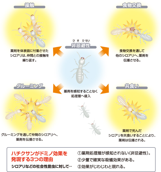 <ハチクサンがドミノ効果を発現する3つの理由>シロアリなどの社会性昆虫に対して…①薬剤処理層が感知されない（非忌避性）。②少量で確実な殺蟻効果がある。③効果がじわじわと現れる。