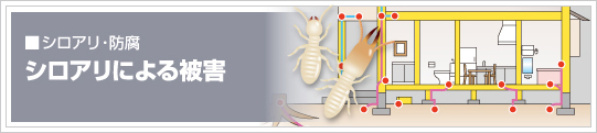シロアリによる被害